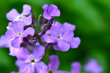 Fototapeta na wymiar Flowers Hesperis vechernitsa night violet (hesperis matronalis)