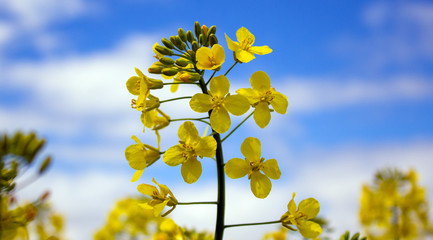 Yellow rapeseed flower with blue sky and white clouds. Peaceful nature. Beautiful background....