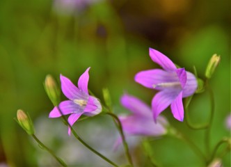 purple flowers in the garden