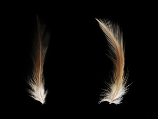 White and gold chicken feathers on a black background
