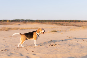 A young fat beagle walks along a sandy beach.