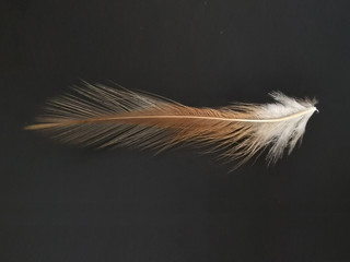 White and gold chicken feathers on a black and gray background