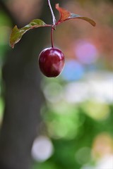 cherries on a branch