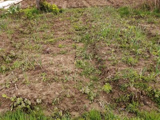 greens meadow garlic garden grass plants many bow