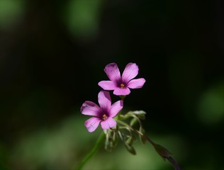 Fototapeta na wymiar flower of a lilac