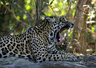 Jaguar (Panthera onca) Lying on the Ground, Yawning with Mouth Wide Open. Pantanal, Brazil