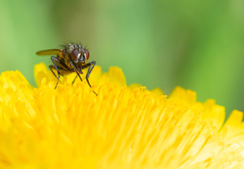 The macro shot of the beautiful fly like bee eating nectar on the yellow dandelion flower in the sunny summer or spring weather