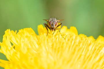 The macro shot of the beautiful fly like bee eating nectar on the yellow dandelion flower in the sunny summer or spring weather