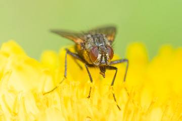 The macro shot of the beautiful fly like bee eating nectar on the yellow dandelion flower in the sunny summer or spring weather
