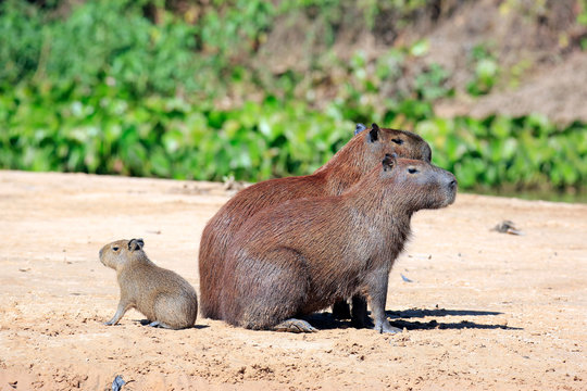 Capybara Family Sitting on the River Bank. Pantanal, Brazil