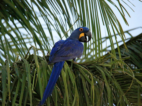 Hyacinth Macaw (Nodorhynchus hyacinthinus) on a Palm Tree Branch. Pantanal, Brazil