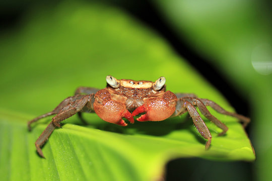 Close-up of a Rainforest Canopy Crab (aka Tree-climbing Crab) Species, Drake Bay, Osa Peninsula, Costa Rica