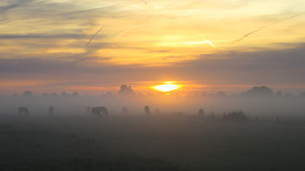 Koeien in ochtendmist. Cows in moring fog