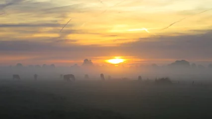 Fototapeten Koeien in ochtendmist. Cows in moring fog © Wietse