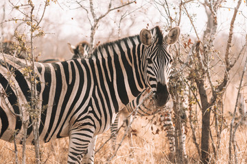 zebra in the wild