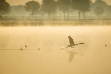 Fototapeten muted swan taking off from the lake, knobbelzwaan vliegt weg © Wietse