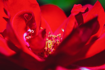 Beautiful Details of a Red Rose Flower in Full Bloom