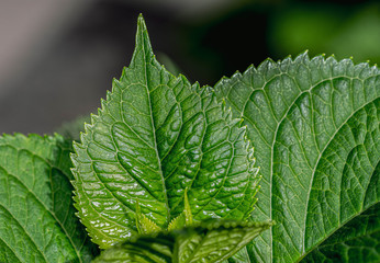 Beautifully Textured Green Spring Leaves