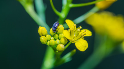 Small Dark Colored Beetle Standing on the Petals of a Yellow Flower