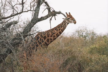 giraffe in the savannah