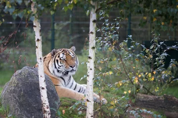 Tuinposter tijger in beekse bergen ligt lekker te relaxen © Wietse
