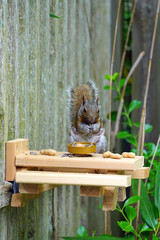 A gray squirrel eating at a backyard wooden picnic table for squirrels and birds mounted on a garden fence