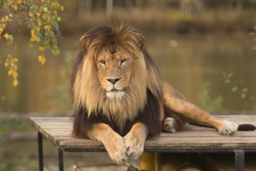 Mannetjes leeuw ligt op het dak te relaxen in de beekse bergen. Relaxing male lion.