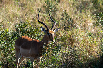 alert brown antelope tweaking grass at sunset in the forest