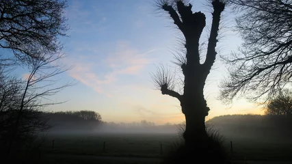 Foto auf Leinwand spookey tree in early morning light © Wietse