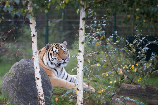 tijger in beekse bergen ligt lekker te relaxen