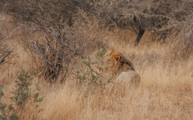 Fototapeta na wymiar lion in the savannah