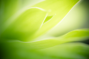 Amazing nature view of green leaf on blurred greenery background in garden and sunlight with copy space using as background natural green plants landscape, ecology, fresh wallpaper concept.