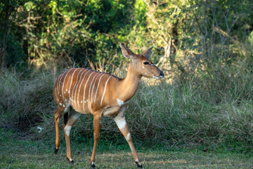 alert brown antelope tweaking grass at sunset in the forest