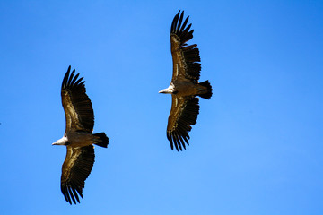 Obraz premium eagle in flight