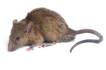 Brown Rat Rattus rattus isolated on white background