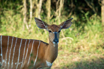 alert brown antelope tweaking grass at sunset in the forest