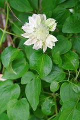Pink and white double clematis flower on the vine