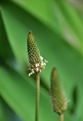 green caterpillar on a branch