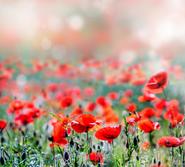 Obraz premium Tomatoes for Preserving.