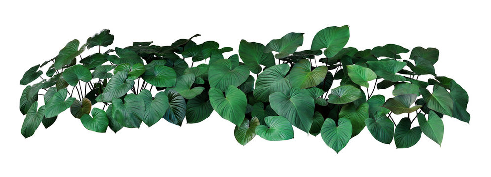 Green leaves of Homalomena plant (Homalomena Rubescens) the tropical foliage plant bush isolated on white background with clipping path.