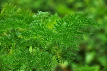 close up of pine needles
