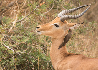 impala antelope in kruger national park