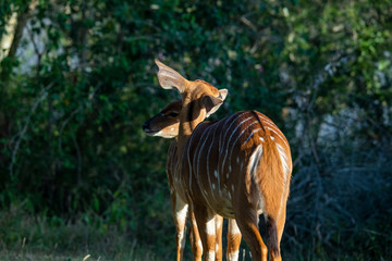 a pair of brown antelopes enjoy the evening sun