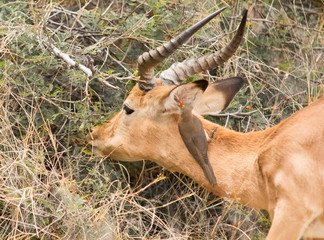 male impala in the savannah
