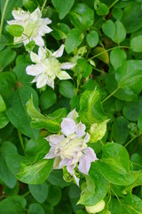 Pink and white double clematis flower on the vine