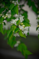 apple tree with white flowers and yellow buds