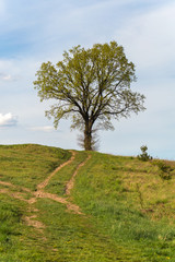 Lonely tree on the field in summer day.