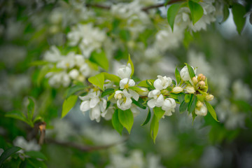 apple tree with white flowers and yellow buds
