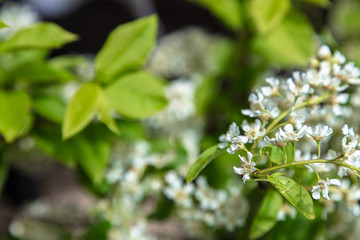 Bird cherry closeup. Bird-cherry tree in spring.