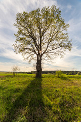Fototapeta na wymiar Lonely tree on the field in summer day